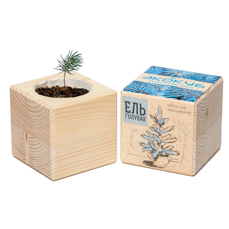 Набор для выращивания &laquo;Экокуб&raquo;, ель голубая арт.3431
